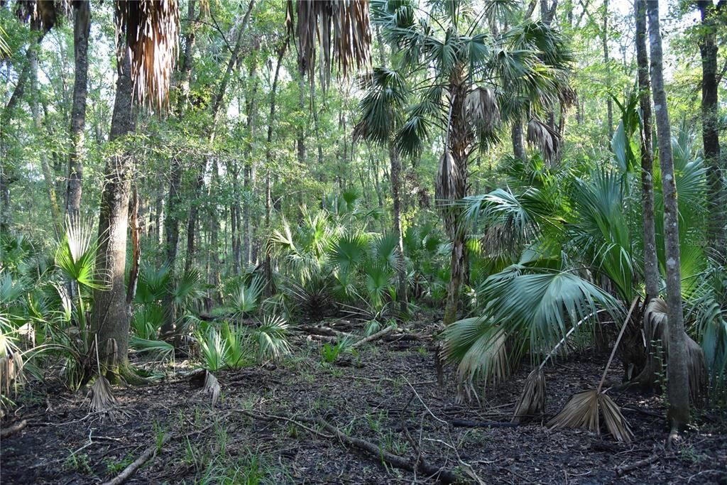 For Sale: $125,000 (16.00 acres)