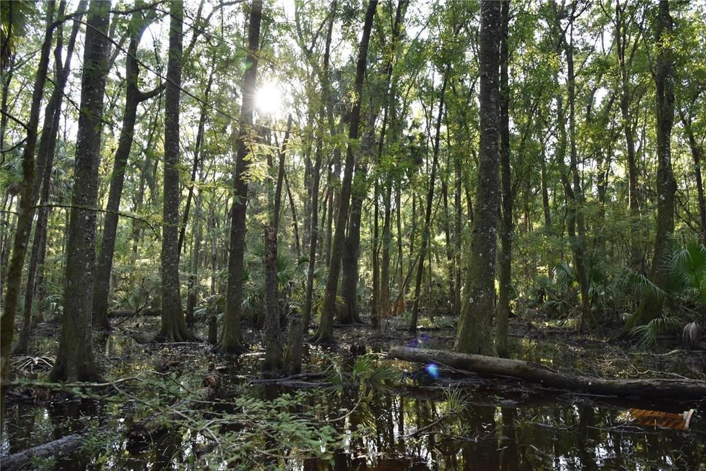 For Sale: $125,000 (16.00 acres)