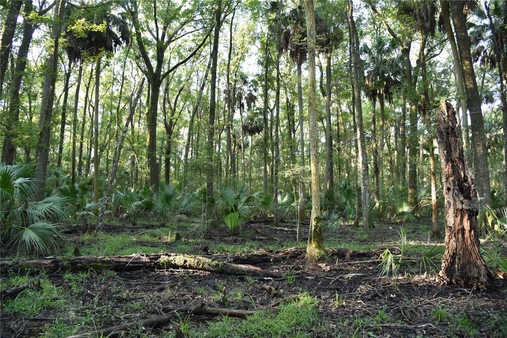 For Sale: $125,000 (16.00 acres)