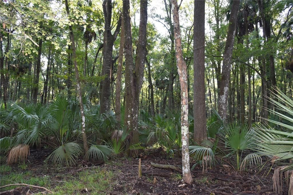 For Sale: $125,000 (16.00 acres)