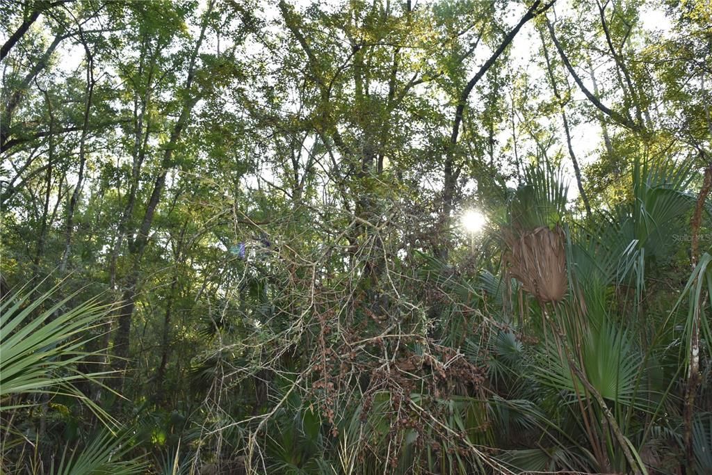 For Sale: $125,000 (16.00 acres)
