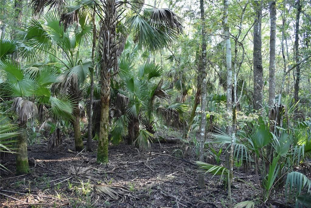 For Sale: $125,000 (16.00 acres)