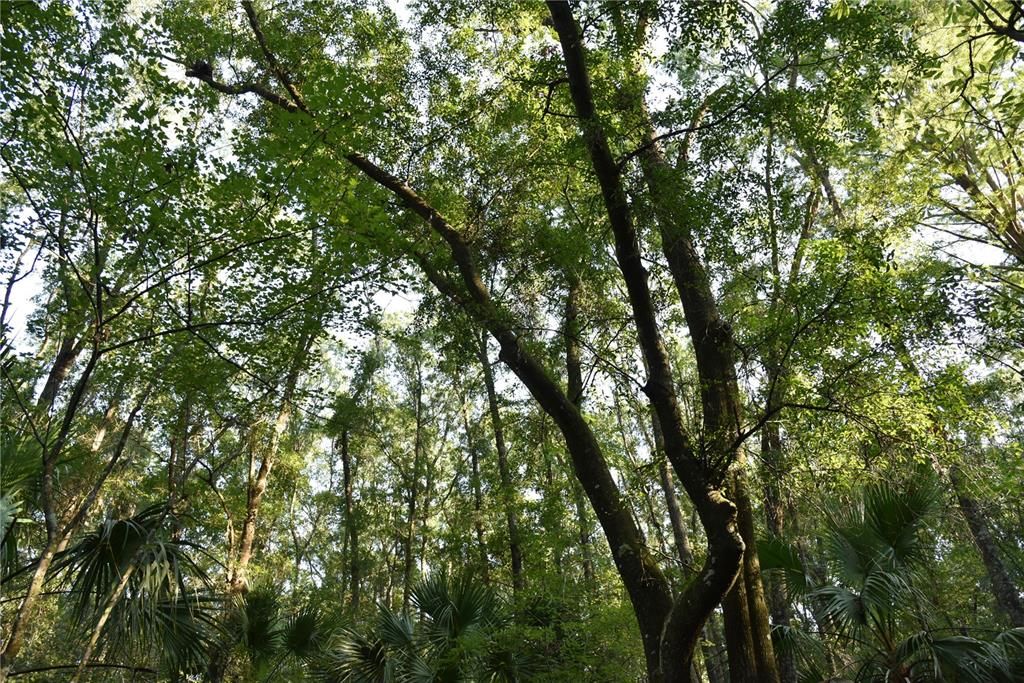 For Sale: $125,000 (16.00 acres)