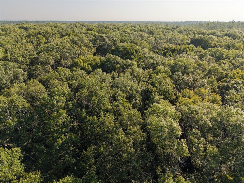 For Sale: $125,000 (16.00 acres)