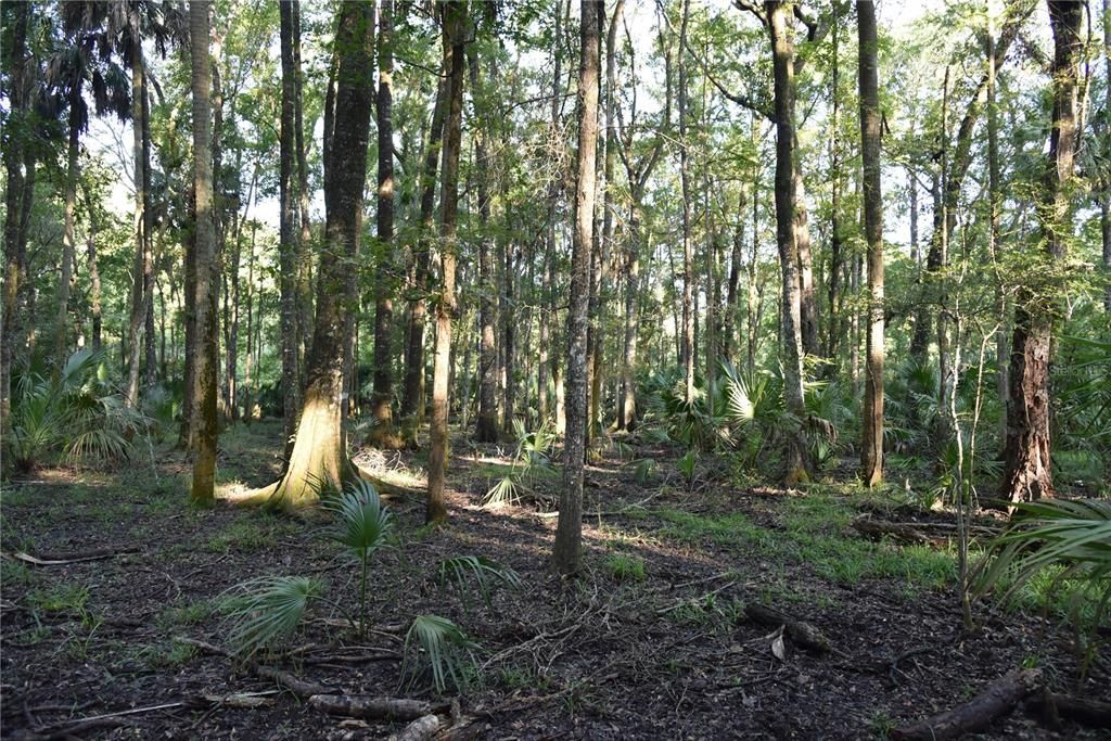 For Sale: $125,000 (16.00 acres)