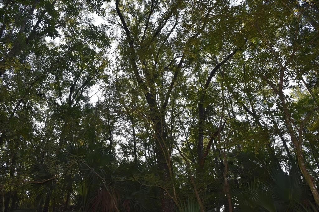 For Sale: $125,000 (16.00 acres)
