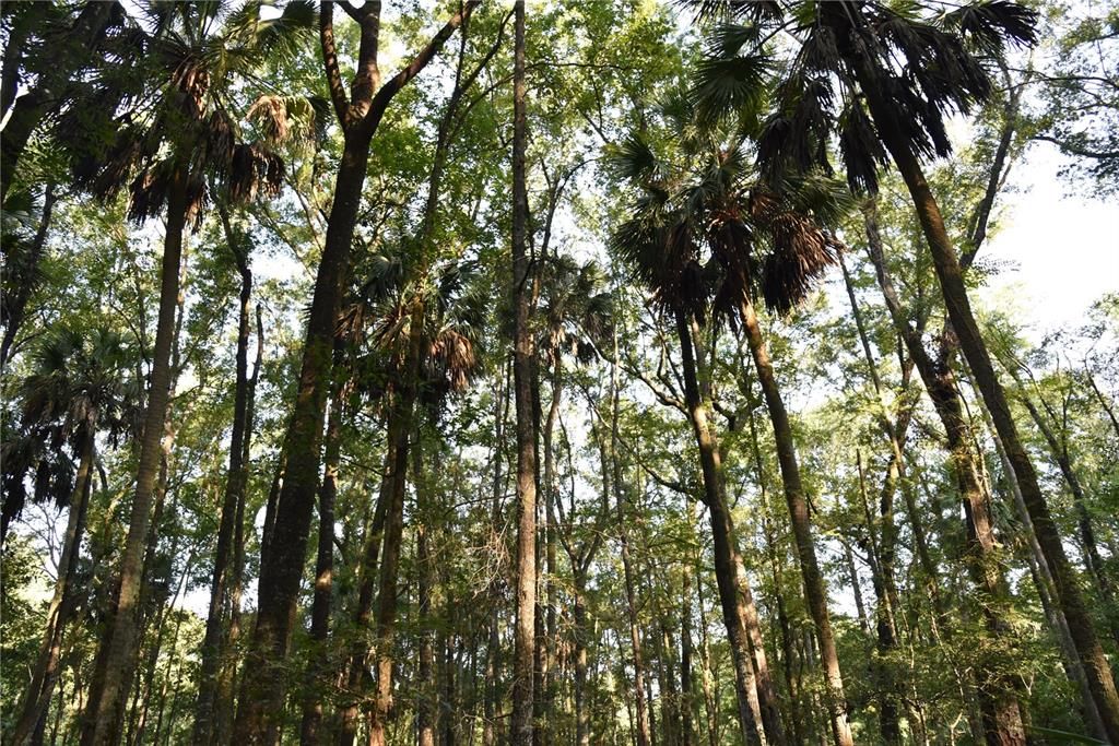 For Sale: $125,000 (16.00 acres)