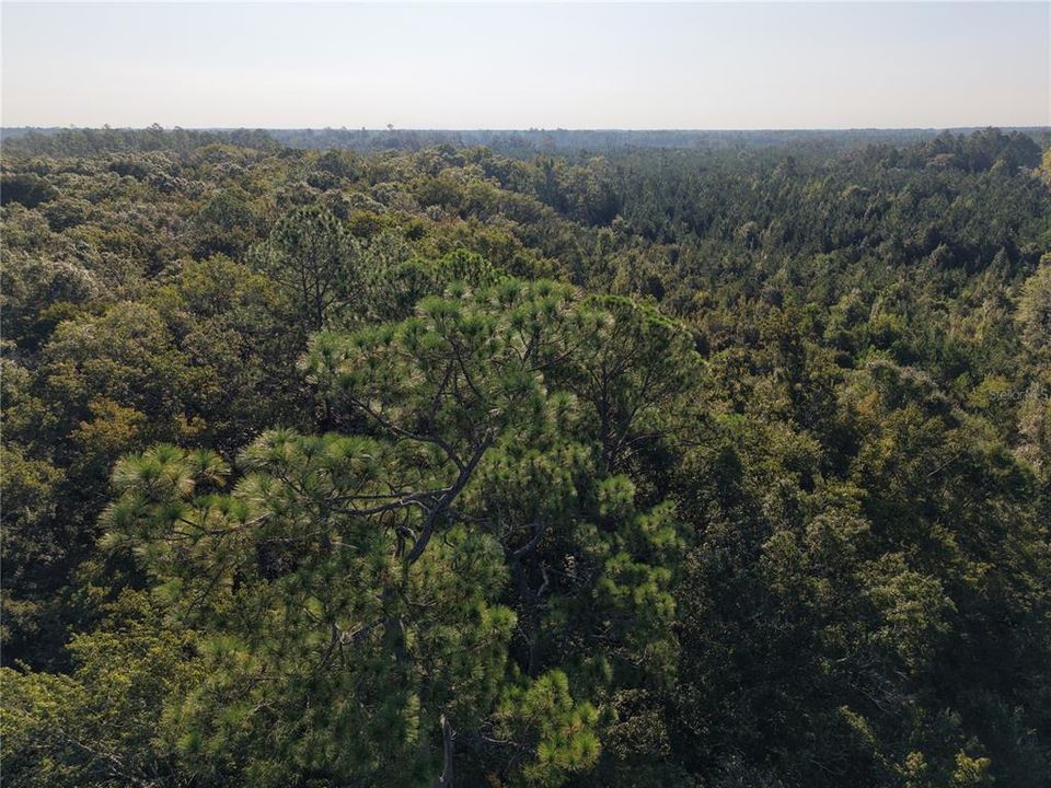 For Sale: $125,000 (16.00 acres)