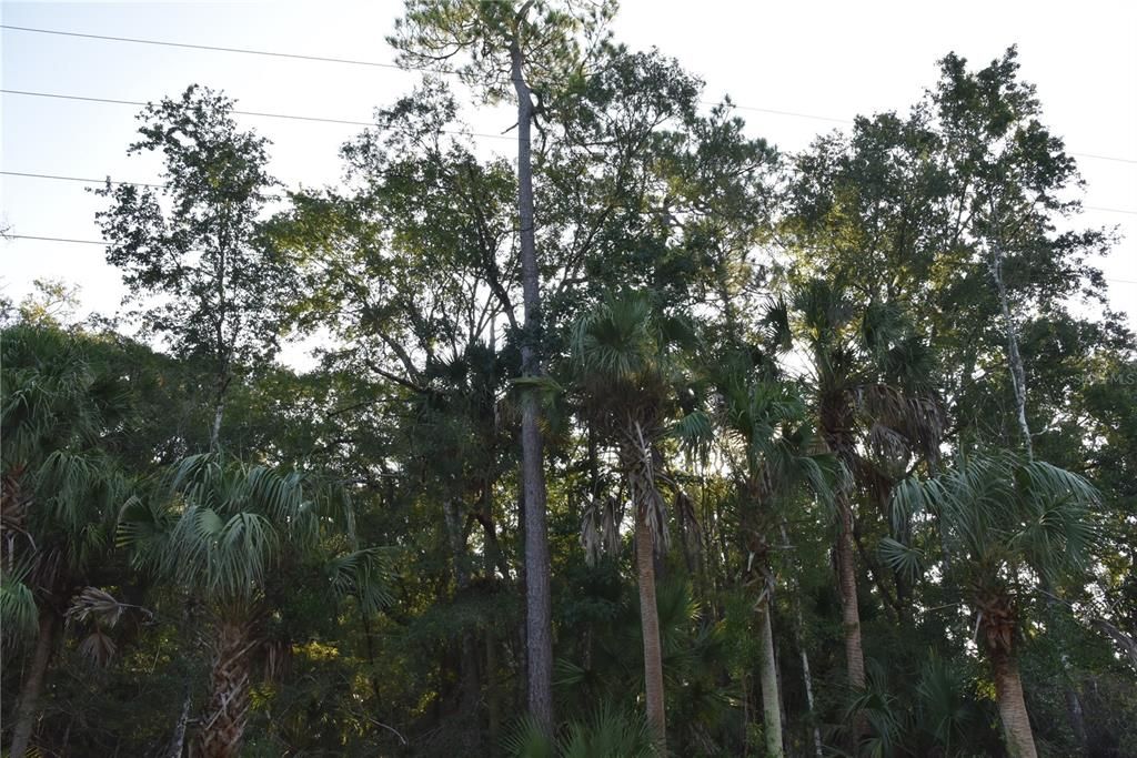 For Sale: $125,000 (16.00 acres)