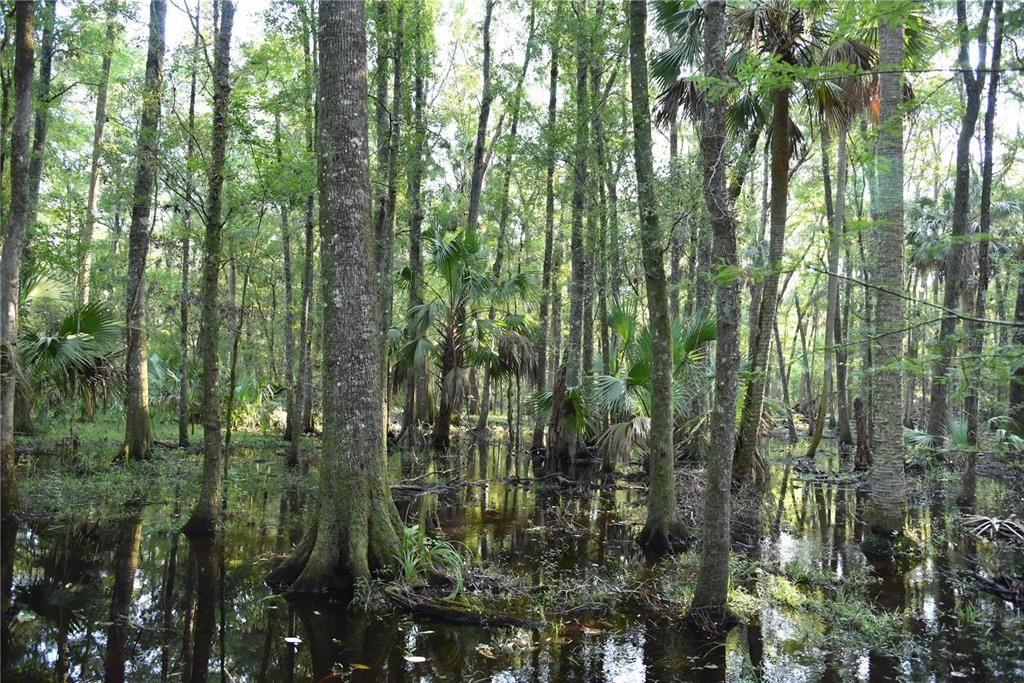 For Sale: $125,000 (16.00 acres)