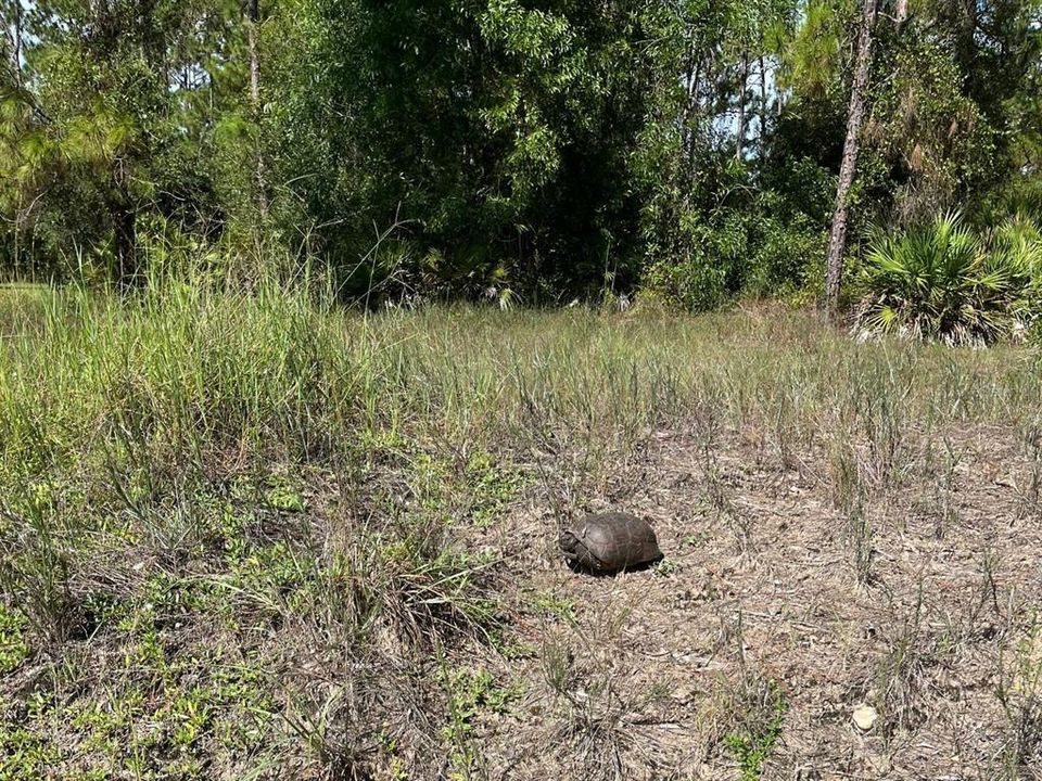 For Sale: $35,000 (0.50 acres)