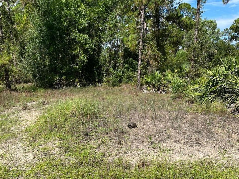 For Sale: $35,000 (0.50 acres)