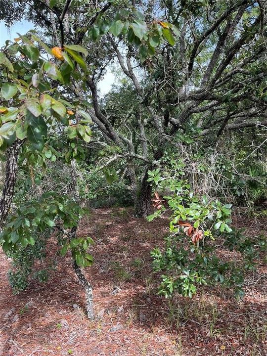 For Sale: $27,000 (0.38 acres)