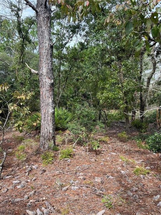 For Sale: $27,000 (0.38 acres)