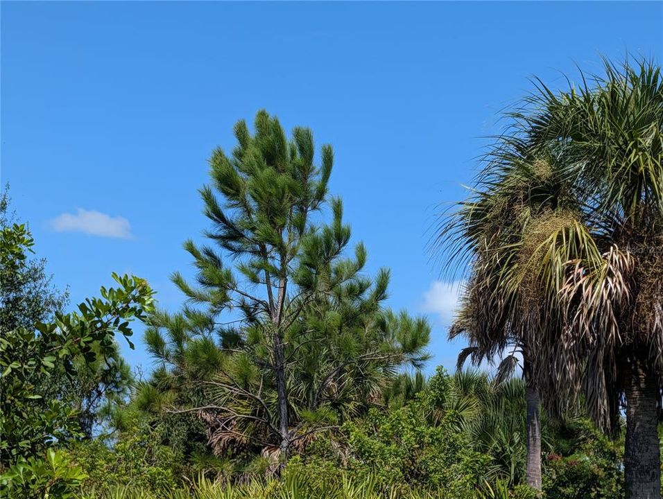 En Venta: $22,500 (0.17 acres)