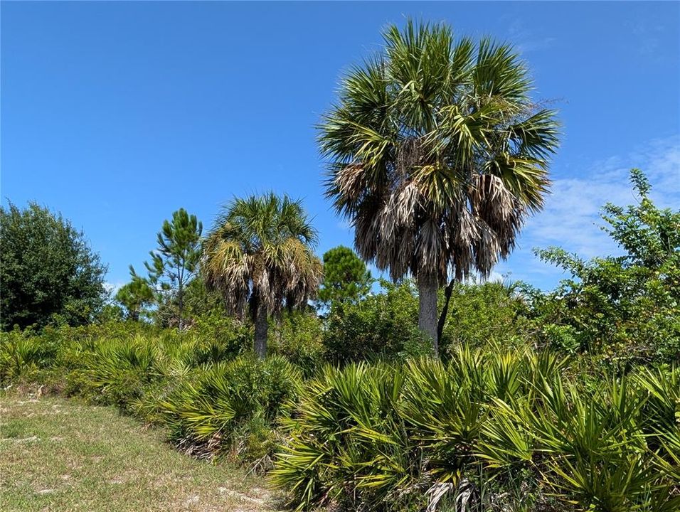 En Venta: $22,500 (0.17 acres)
