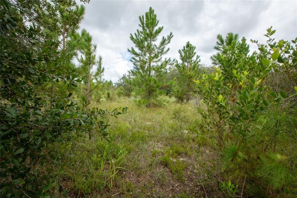Под контрактом: $60,000 (1.07 acres)