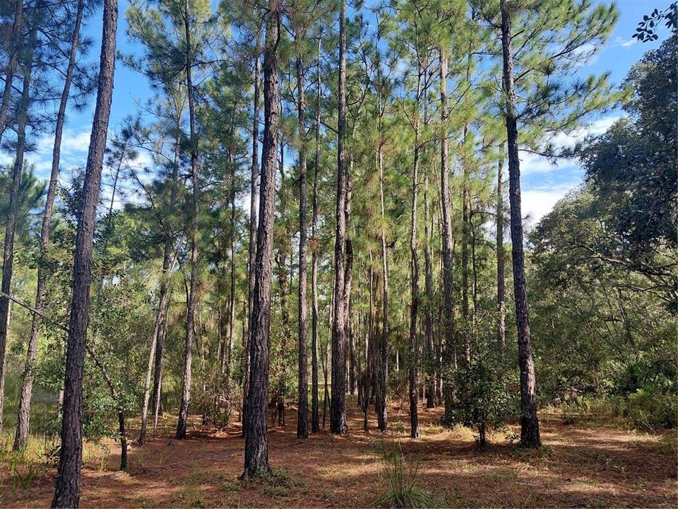 На продажу: $35,000 (0.55 acres)