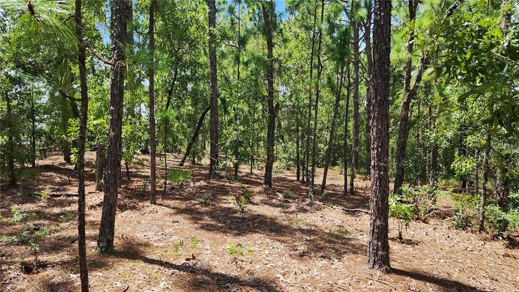 合同活跃: $26,000 (0.31 acres)