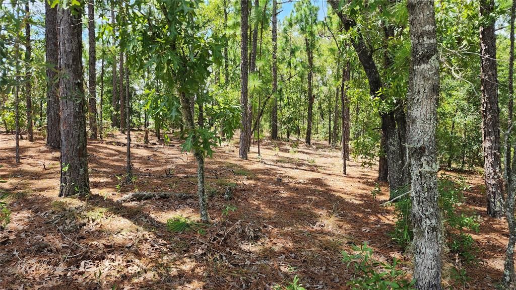 合同活跃: $26,000 (0.31 acres)