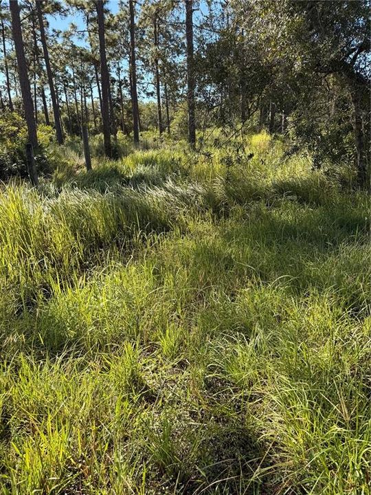 For Sale: $199,000 (2.01 acres)