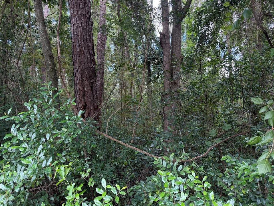 For Sale: $275,000 (1.01 acres)