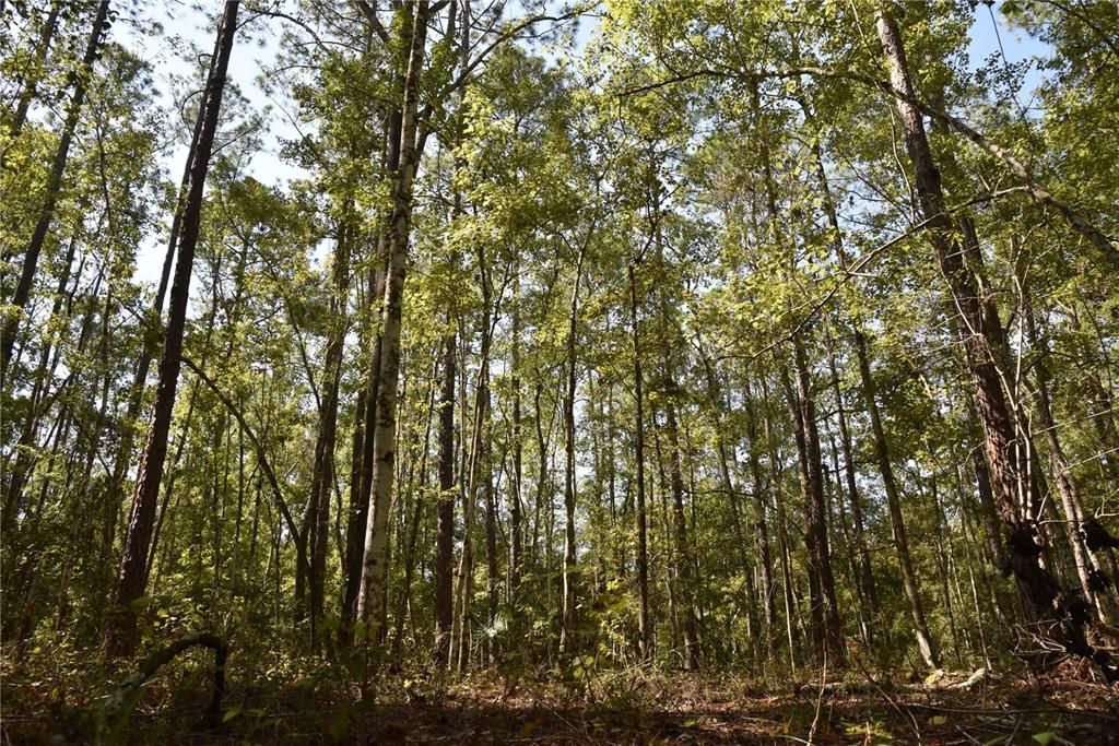 En Venta: $374,900 (58.00 acres)