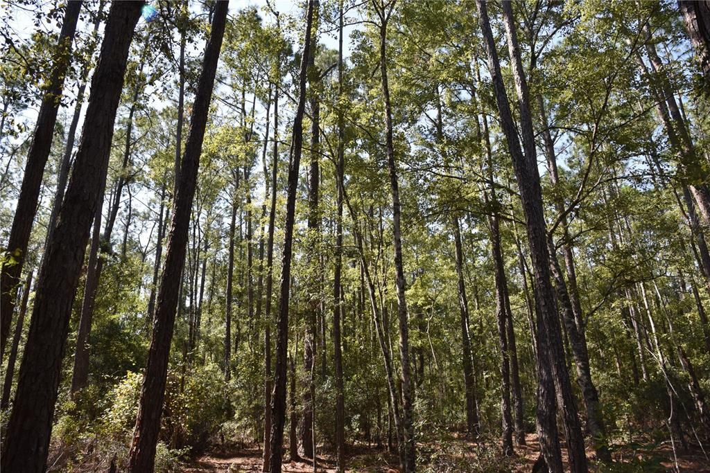 En Venta: $374,900 (58.00 acres)