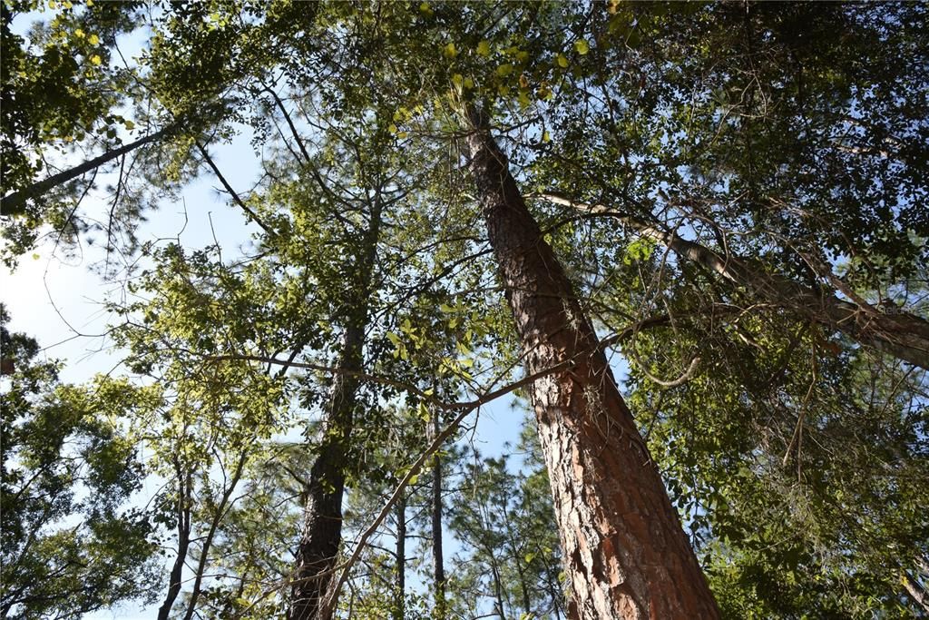 En Venta: $374,900 (58.00 acres)
