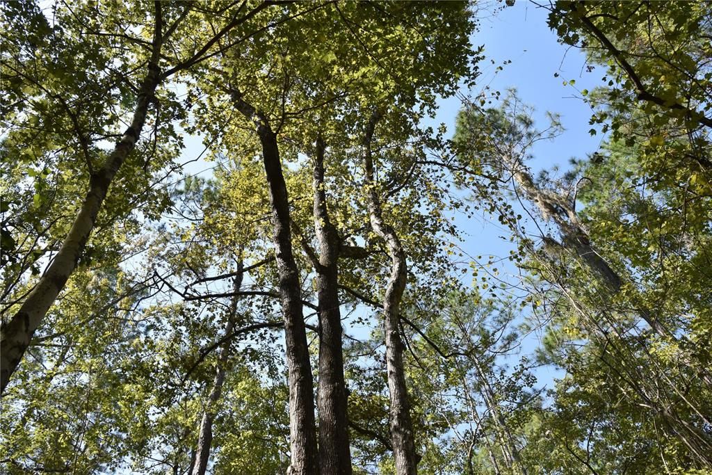 En Venta: $374,900 (58.00 acres)