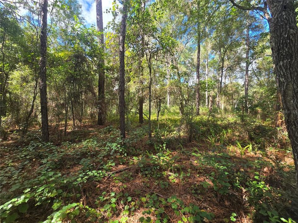 待售: $27,000 (0.44 acres)