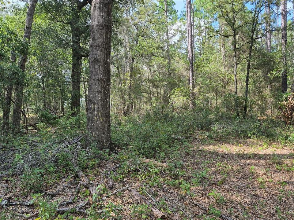 На продажу: $42,500 (1.03 acres)