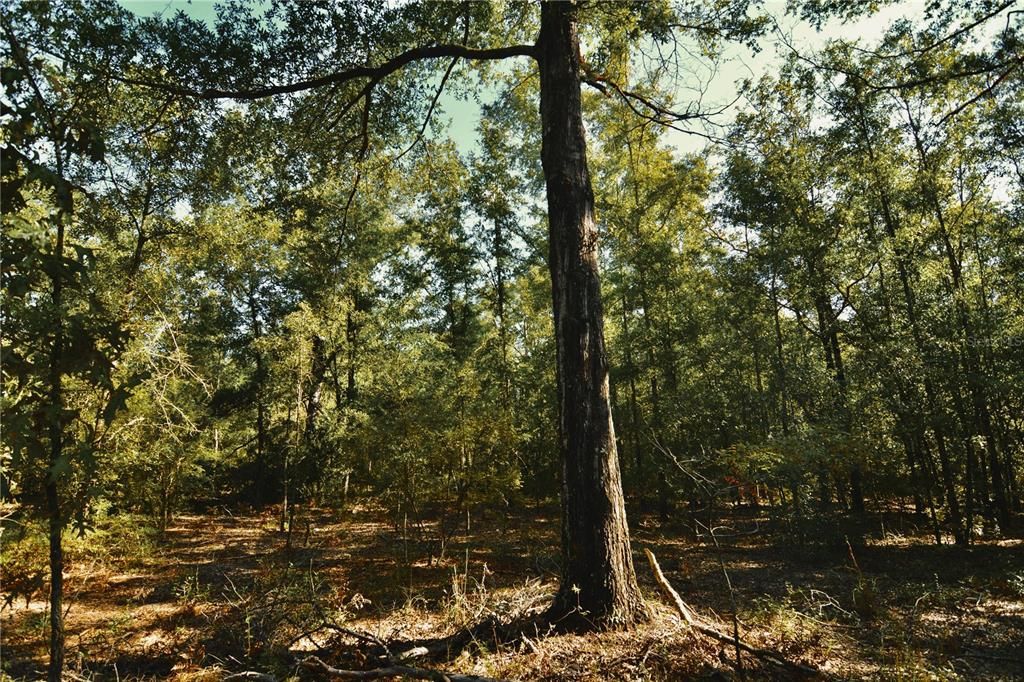 For Sale: $239,999 (40.01 acres)