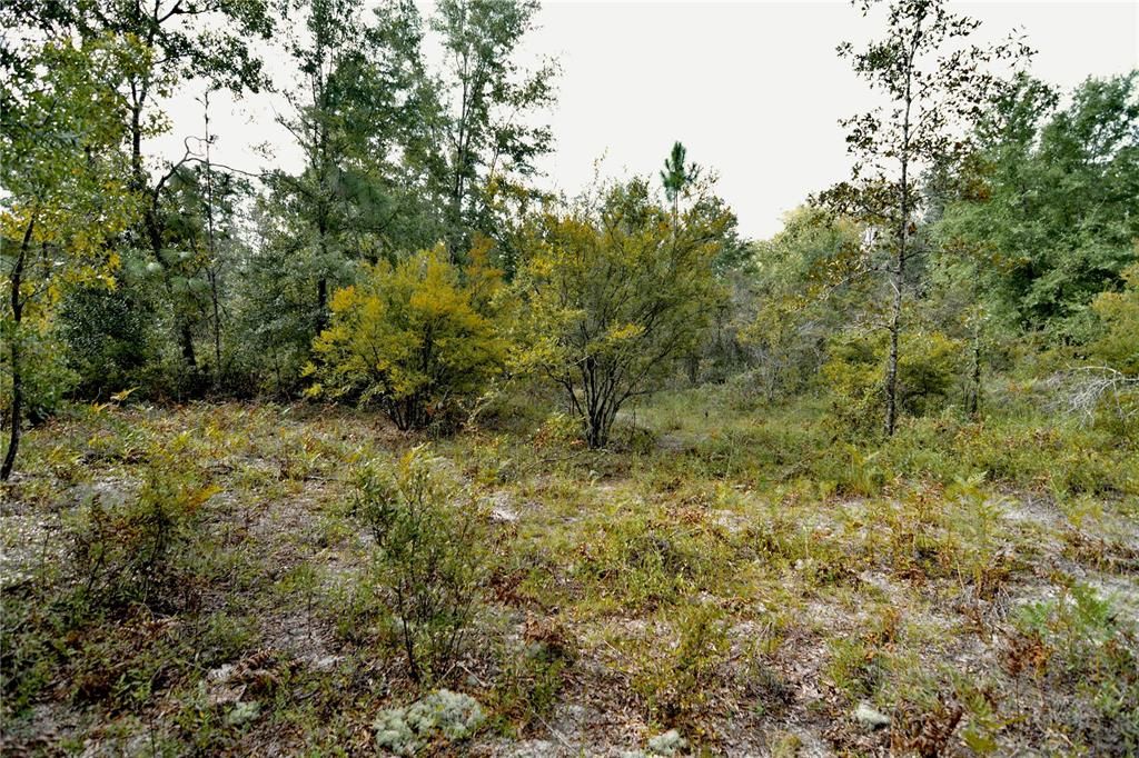 For Sale: $239,999 (40.01 acres)