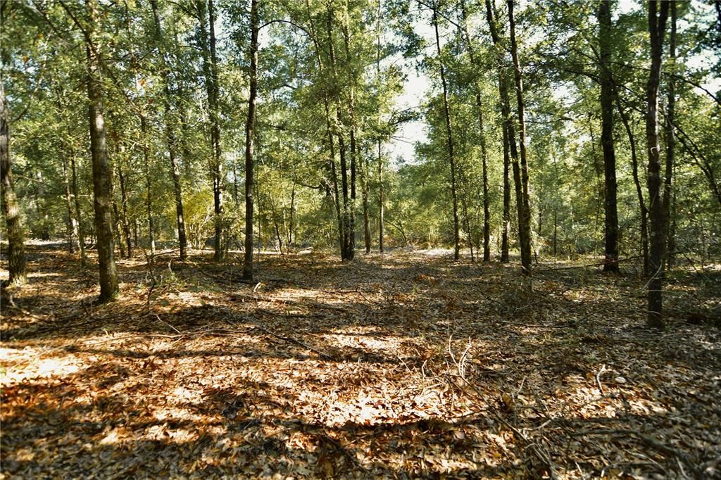 For Sale: $239,999 (40.01 acres)