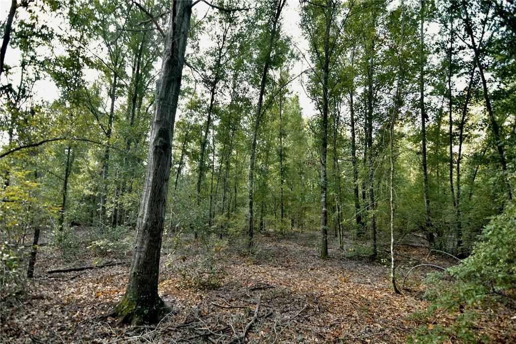 For Sale: $239,999 (40.01 acres)