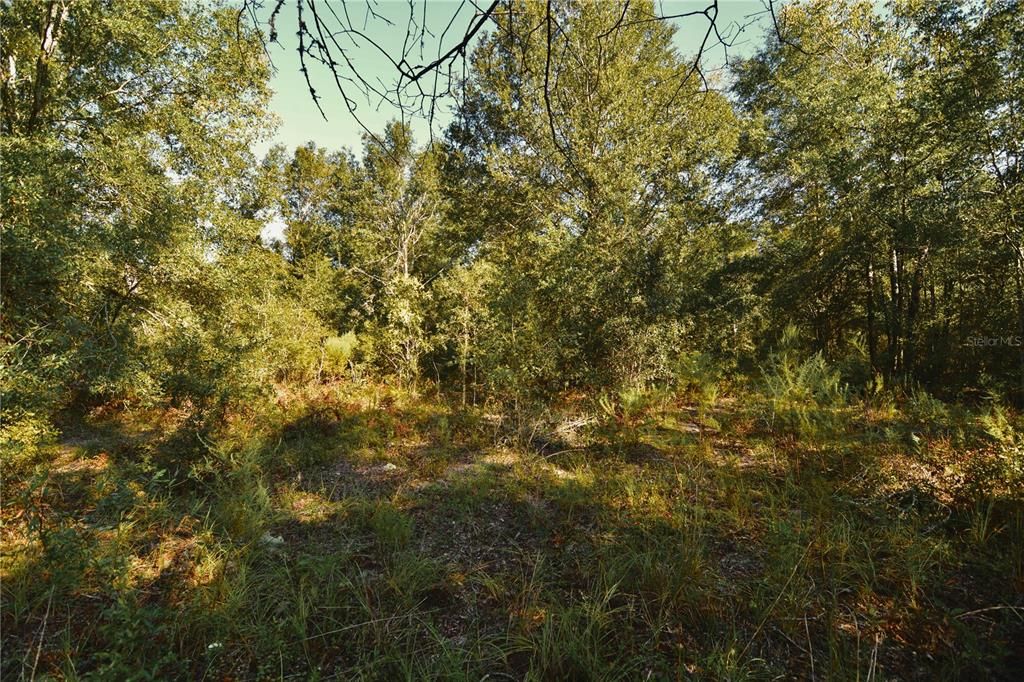 For Sale: $239,999 (40.01 acres)