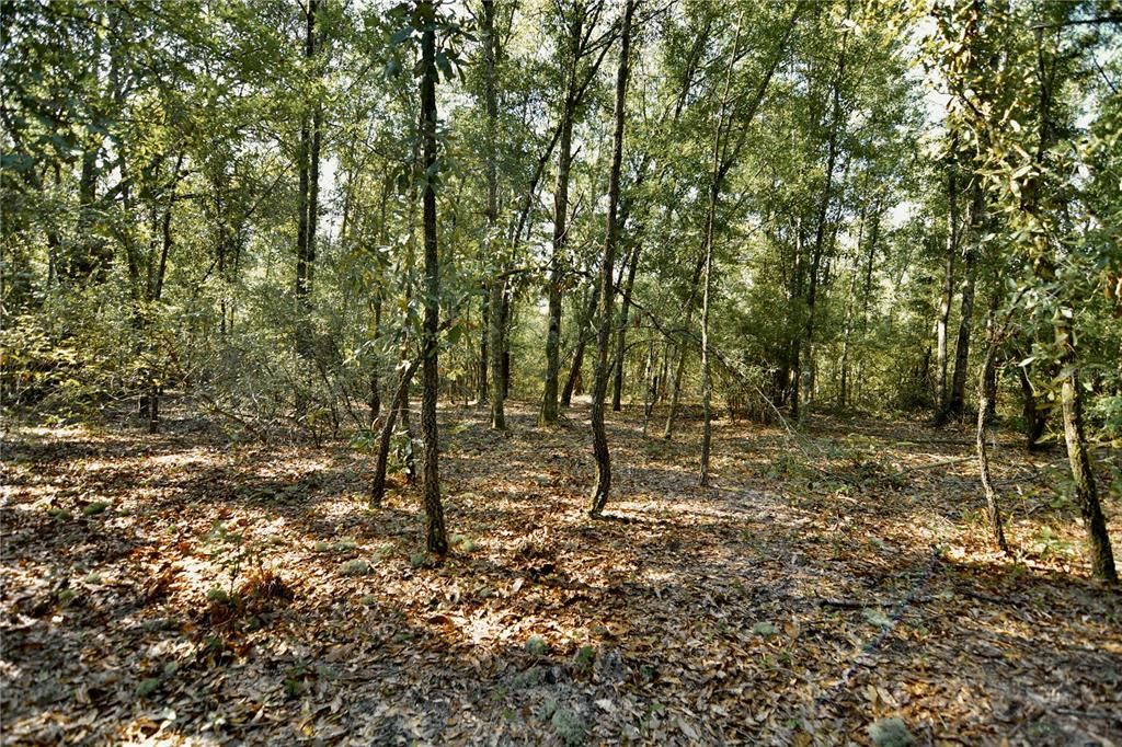 For Sale: $239,999 (40.01 acres)