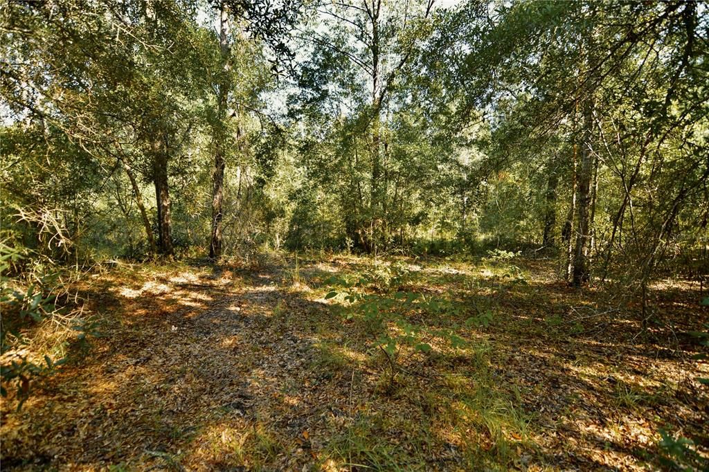 For Sale: $239,999 (40.01 acres)