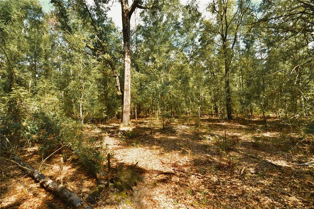 For Sale: $239,999 (40.01 acres)