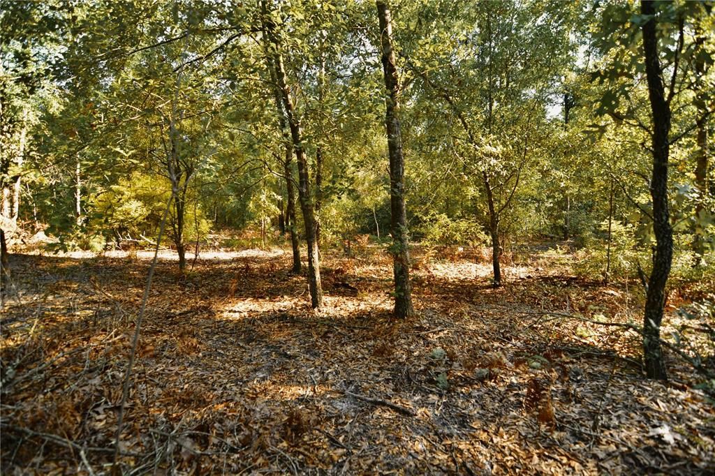 For Sale: $239,999 (40.01 acres)