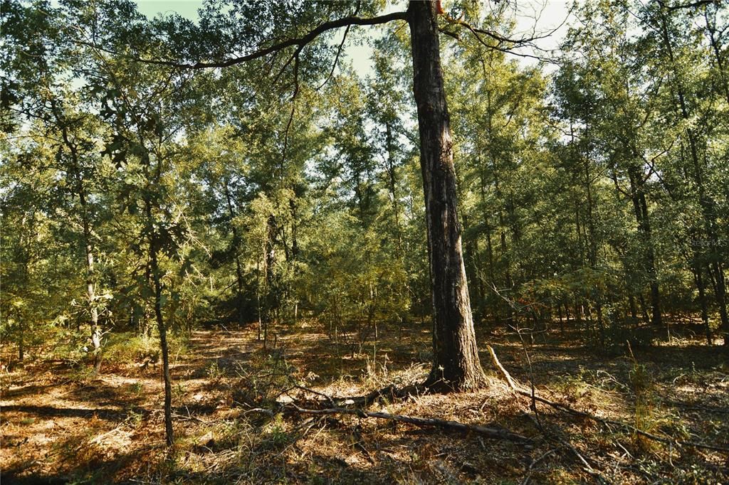 For Sale: $239,999 (40.01 acres)