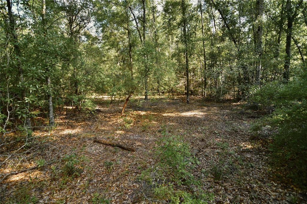 For Sale: $239,999 (40.01 acres)