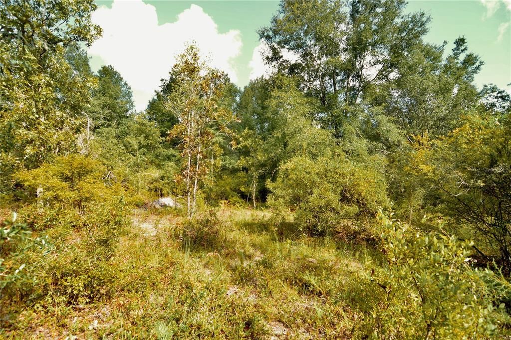For Sale: $239,999 (40.01 acres)