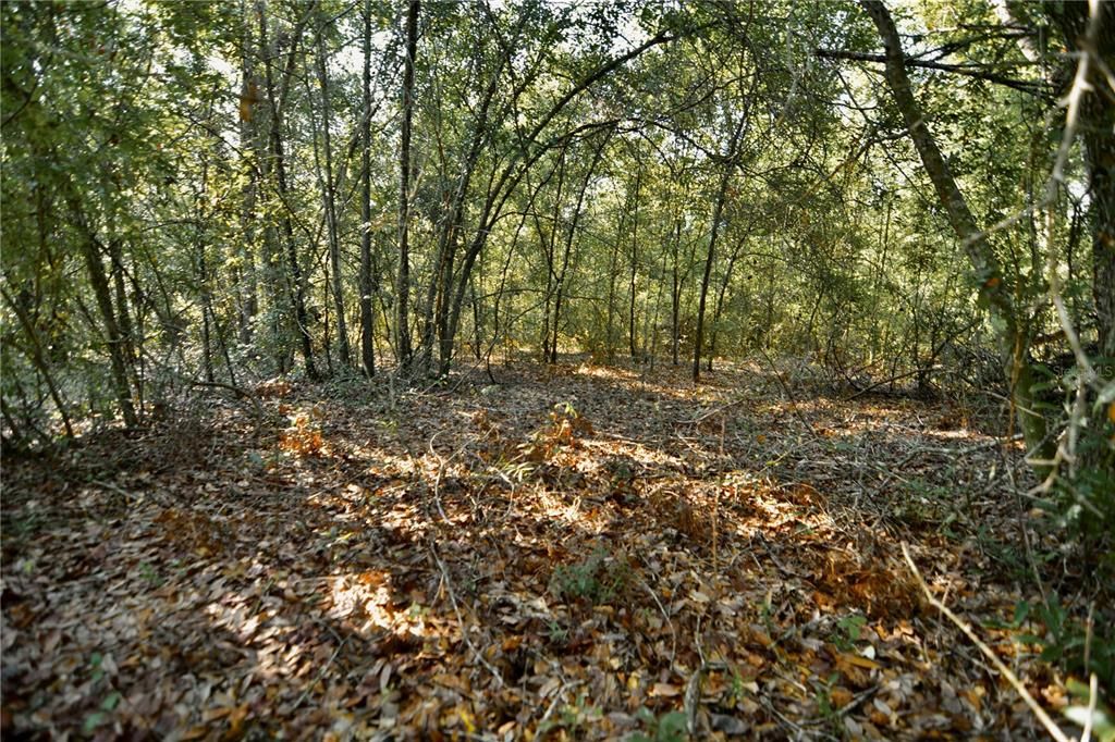 For Sale: $239,999 (40.01 acres)