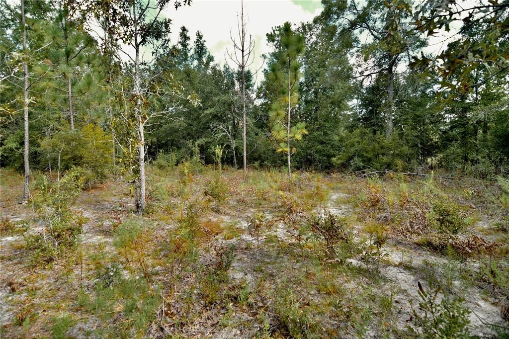 For Sale: $239,999 (40.01 acres)