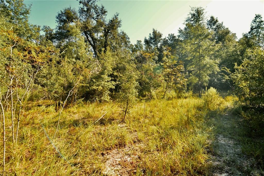 For Sale: $239,999 (40.01 acres)