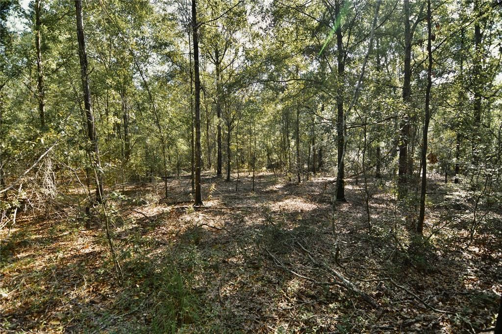 For Sale: $239,999 (40.01 acres)