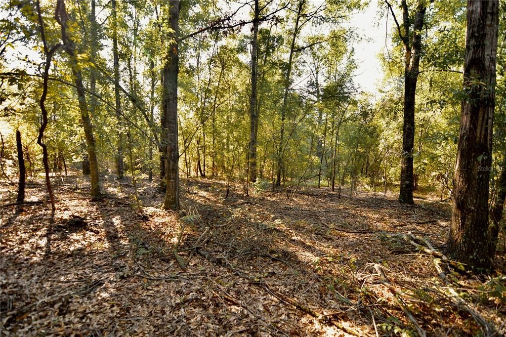 For Sale: $239,999 (40.01 acres)