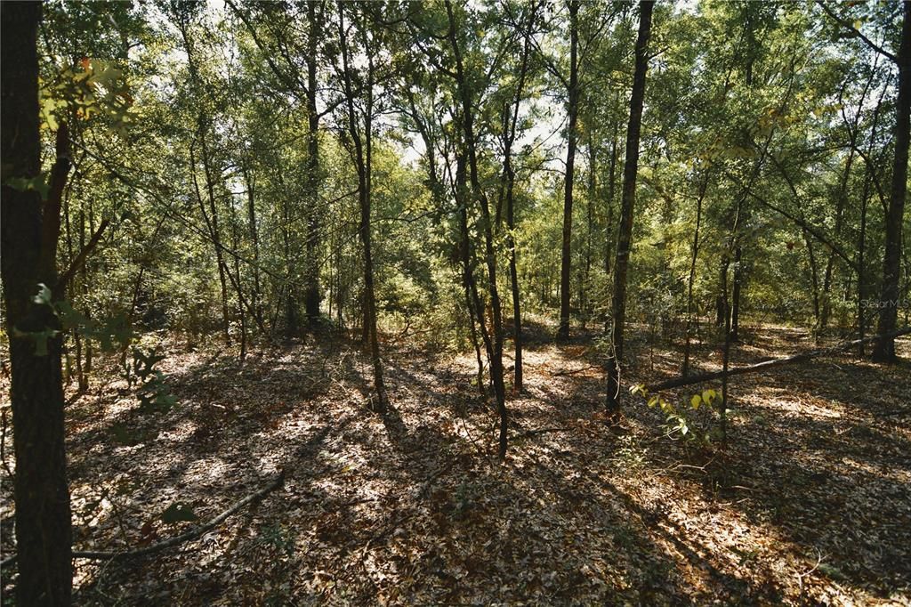 For Sale: $239,999 (40.01 acres)
